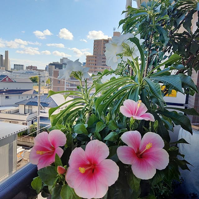 reko639さんの実例写真
