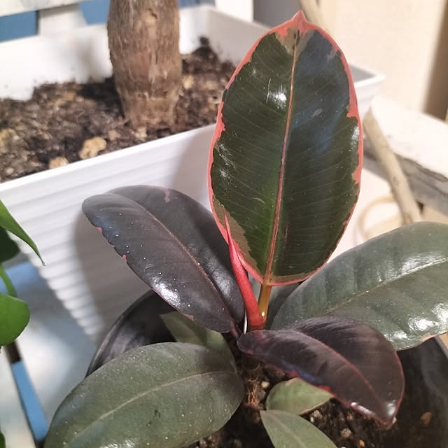 aoiroさんの部屋