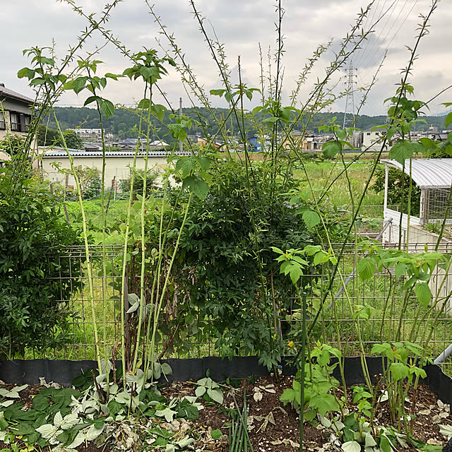 ayanyanさんの実例写真