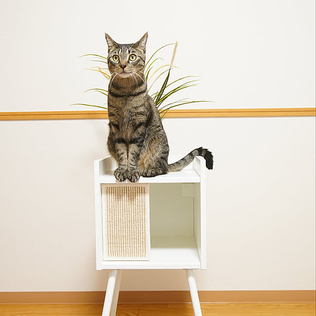 megyuuucatさんの実例写真