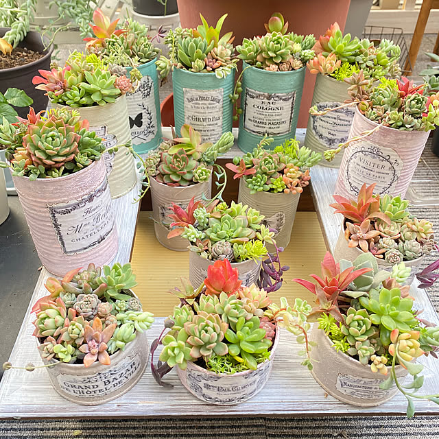 アルミ缶 リメ缶 ボトル缶 多肉植物 寄せ植え リメイク 太けれ アルミ缶 リメ缶 ボトル缶 多肉植物 寄せ植え リメイク 太けれ