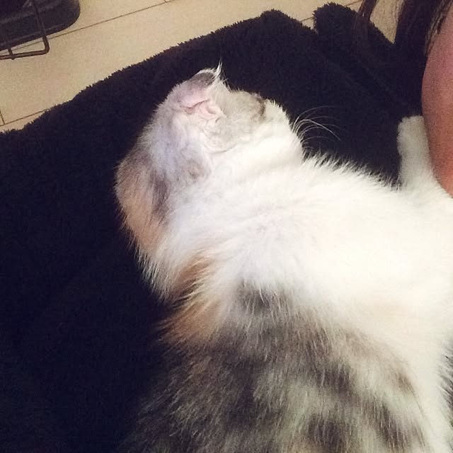 yokkochanさんの実例写真