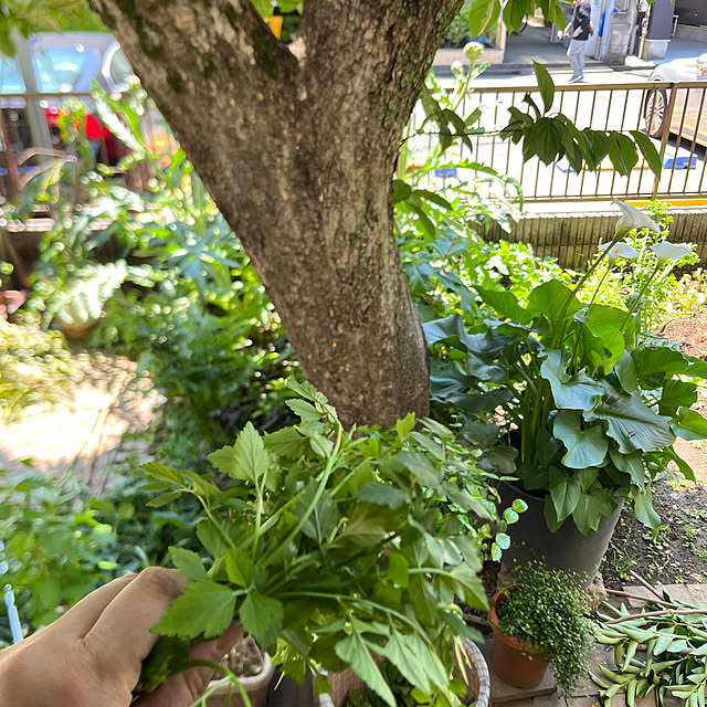 botanさんの部屋