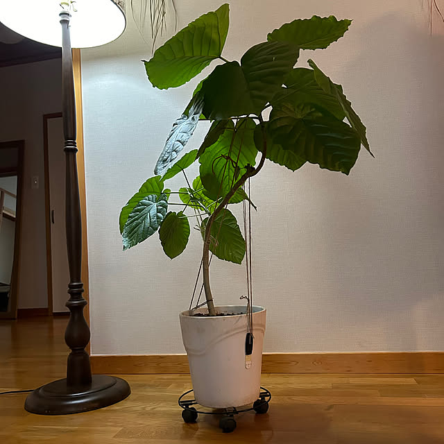 botanさんの部屋