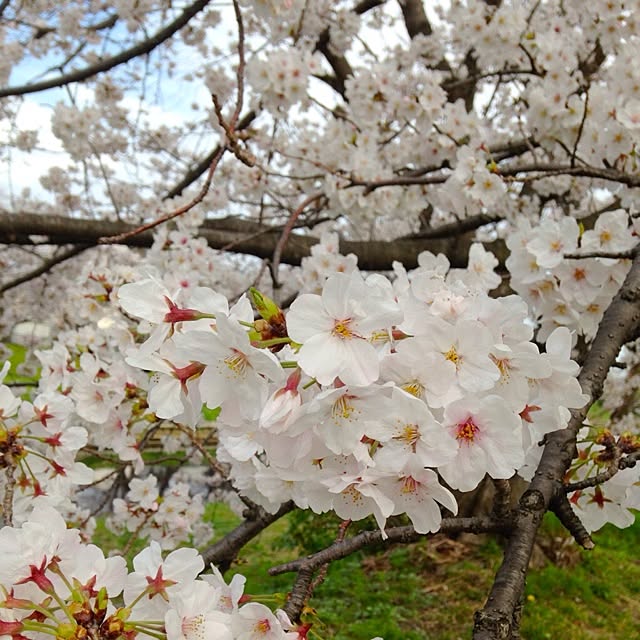kaoさんの実例写真