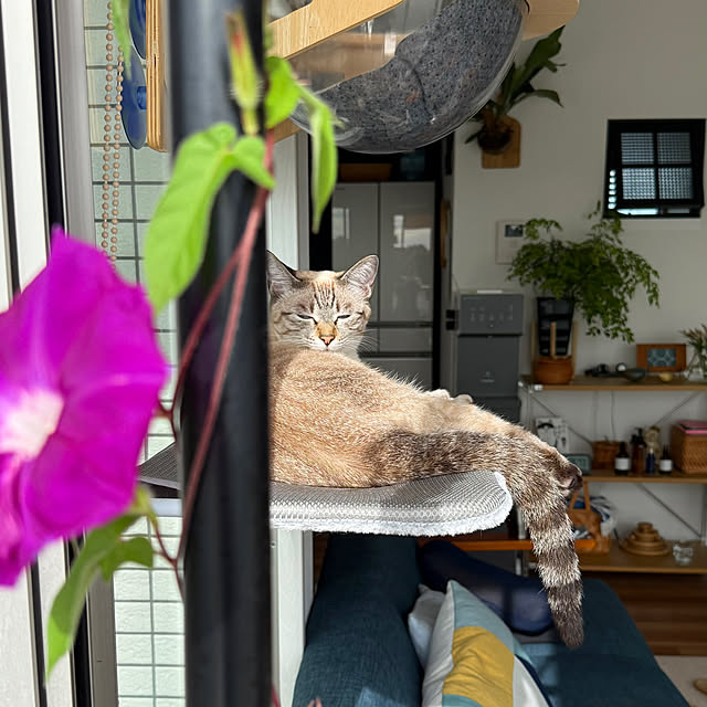 amさんの実例写真