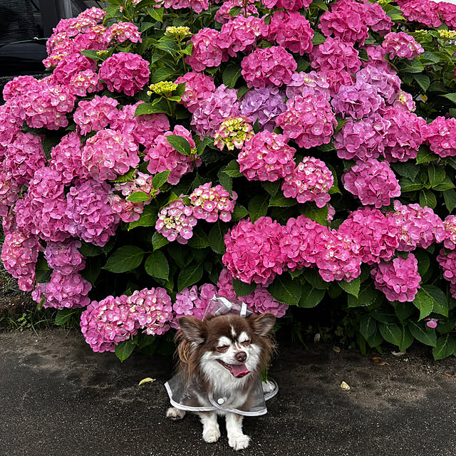 chIoeさんの実例写真