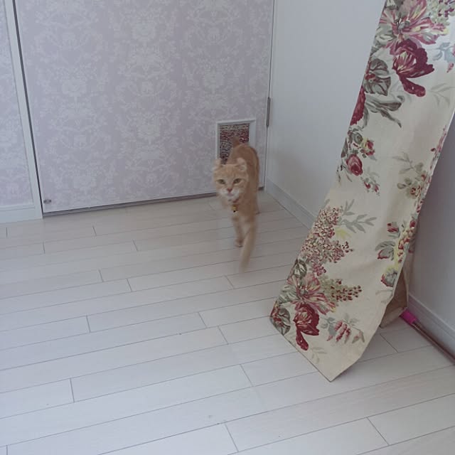 cottonさんの実例写真