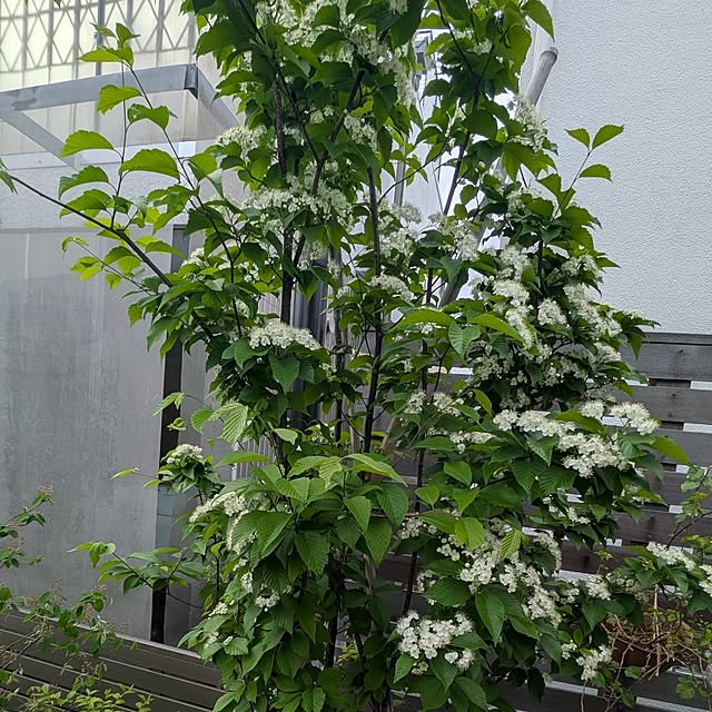 nolleyさんの部屋