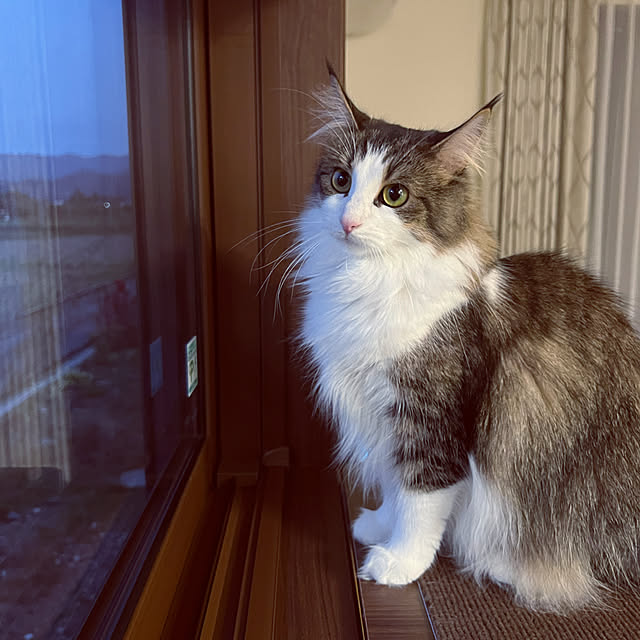 a-house2019さんの実例写真
