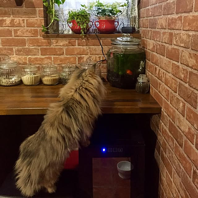 butachanさんの実例写真