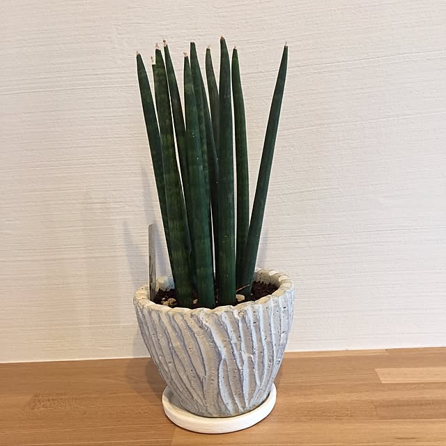 mameさんの実例写真