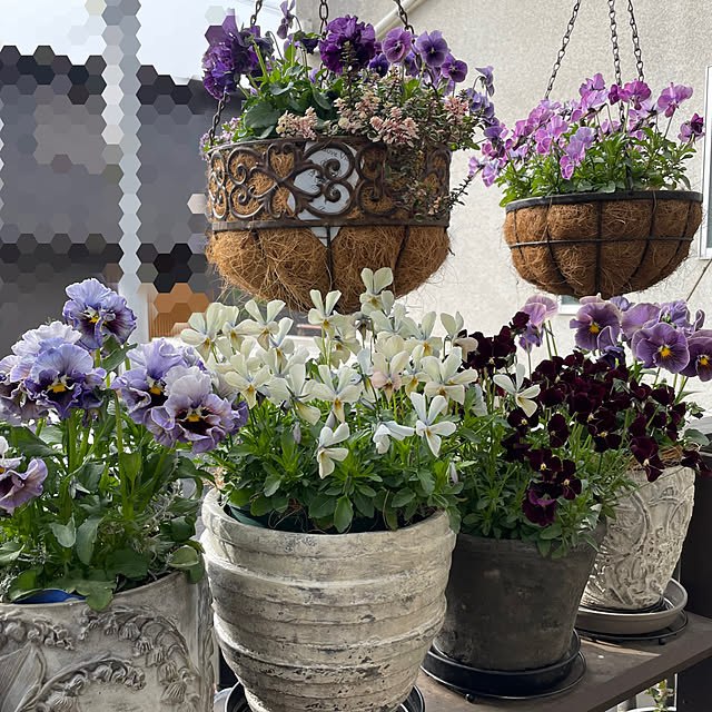 shiropenguinさんの部屋