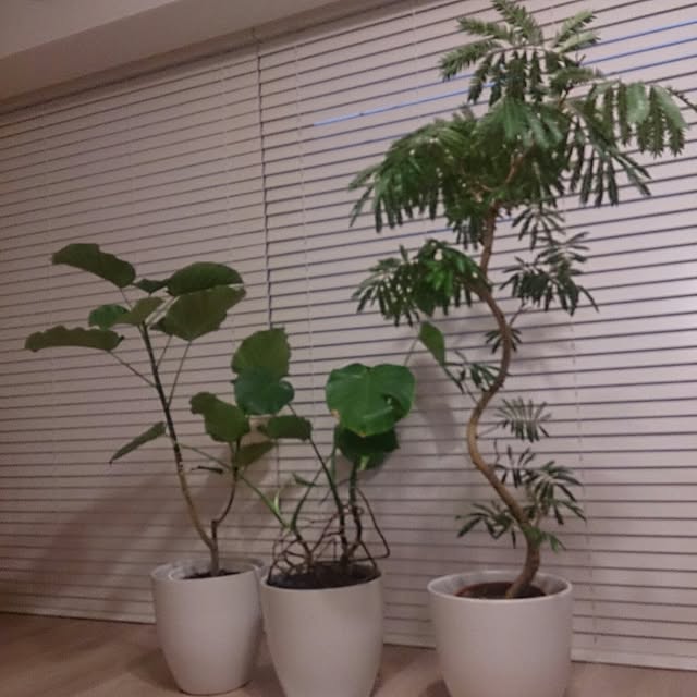 macoさんの実例写真