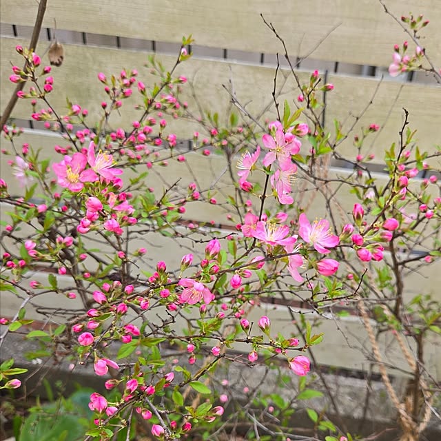 min_nimさんの部屋