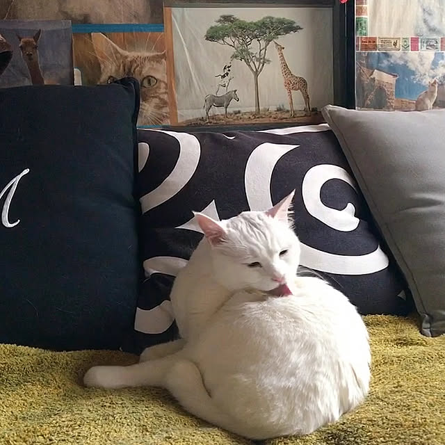 nyanko-beamさんの実例写真