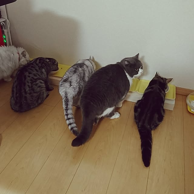 nyan5さんの実例写真