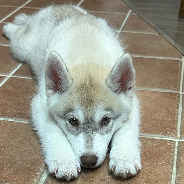 犬がいる暮らし/ちょうど良かった/私もお気に入り/犬達のお気に入り/タイル張りの床...などのインテリア実例 - 2022-10-31 12:03:35