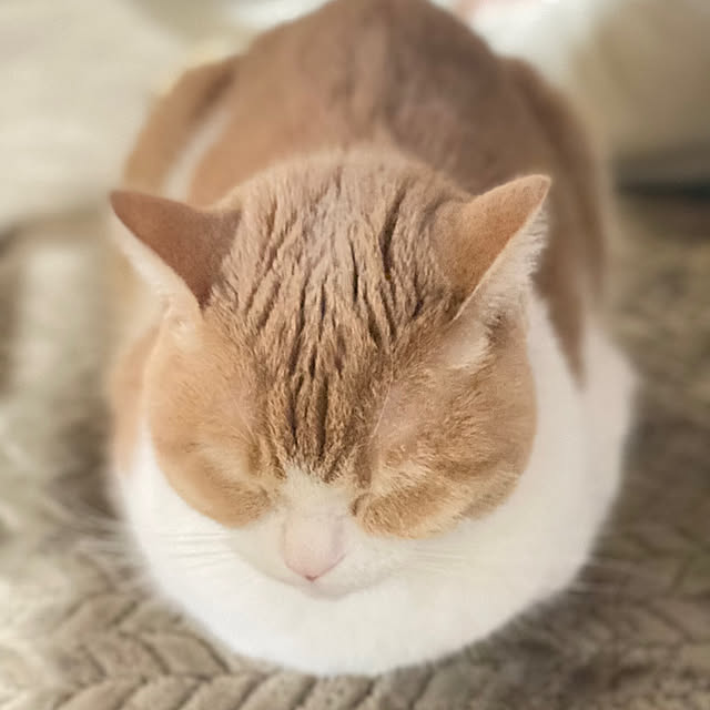 mintteaさんの部屋