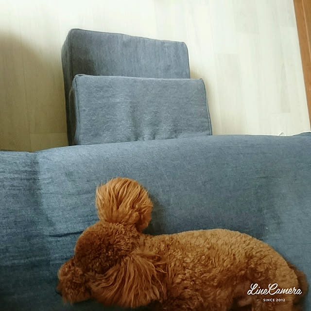 alohaさんの実例写真