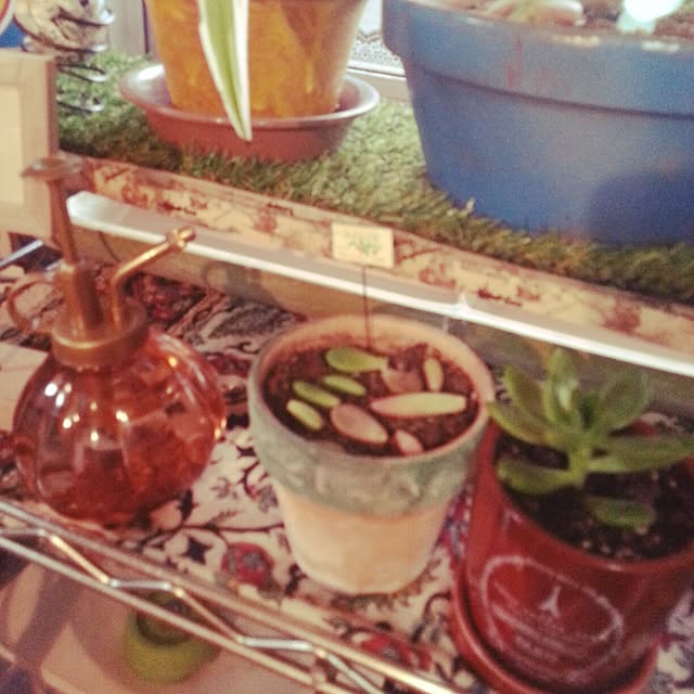 棚/100均/多肉植物のインテリア実例 - 2014-05-19 18:51:18