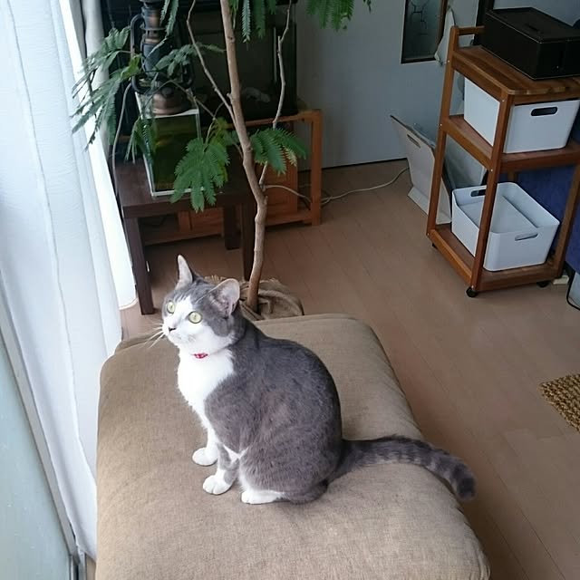chicchiさんの実例写真