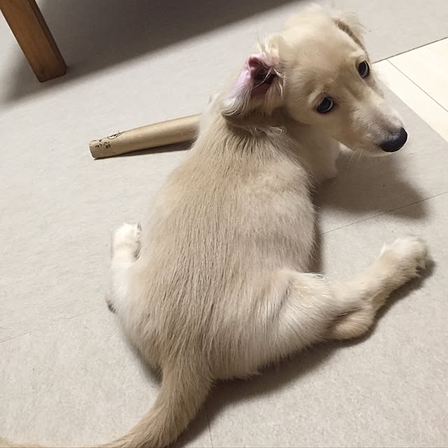 pandakopandaさんの実例写真