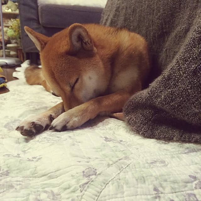 umeさんの実例写真