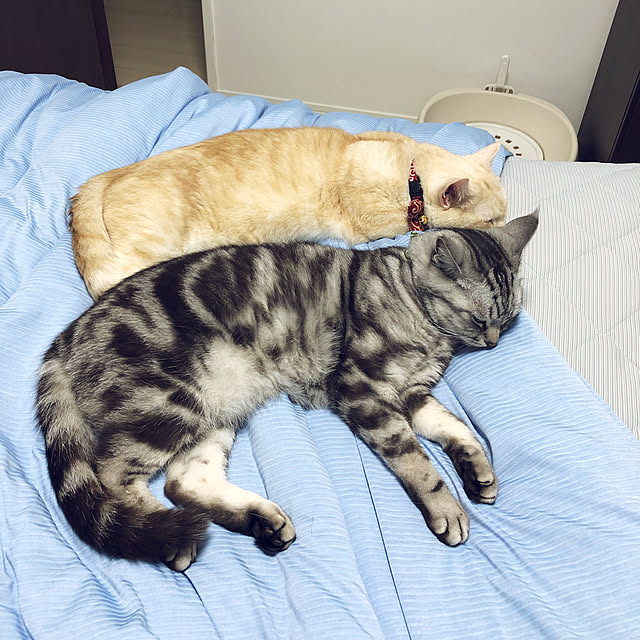 Nクール寝具/マンション/猫/ベッド周りのインテリア実例 - 2019-06-02 09:32:42