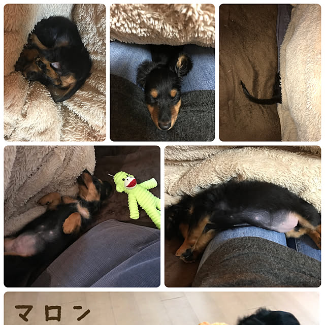 amihimeさんの実例写真