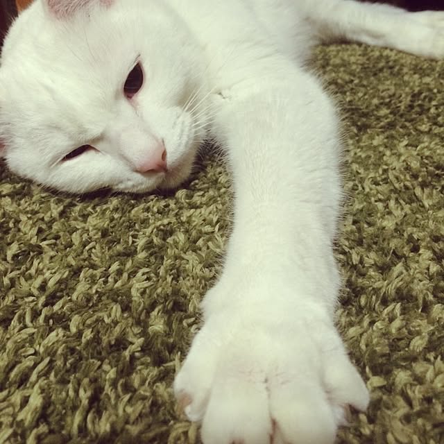 asahixxさんの実例写真