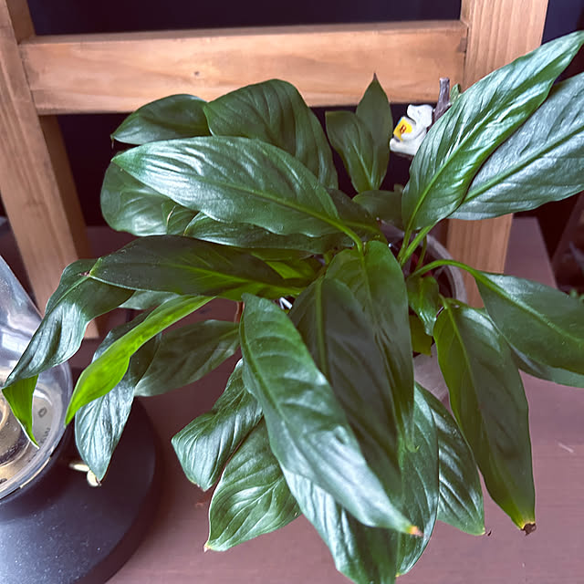 tomoさんの実例写真