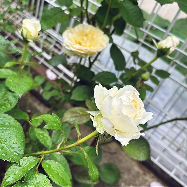 CoCo0617さんの部屋