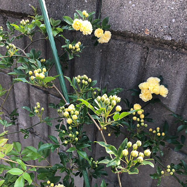 Kumikoさんの実例写真