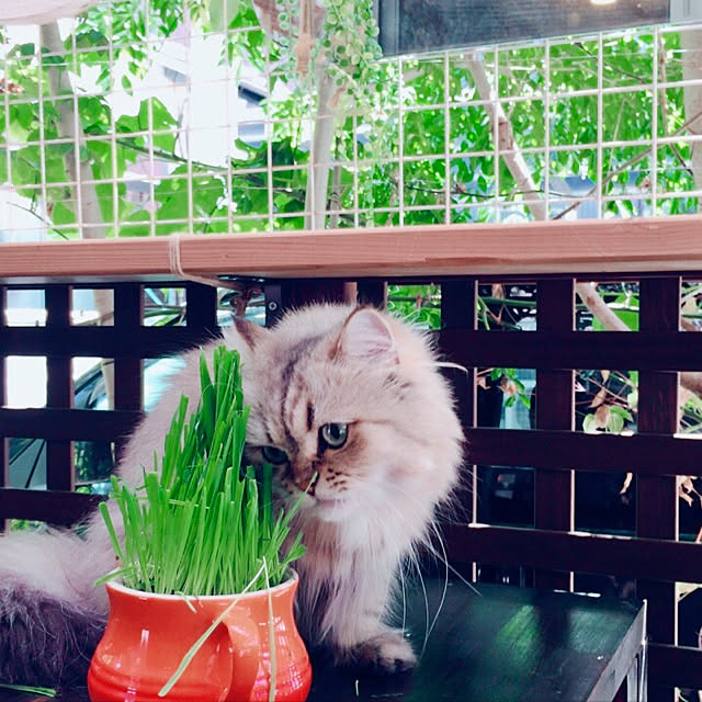 butachanさんの実例写真