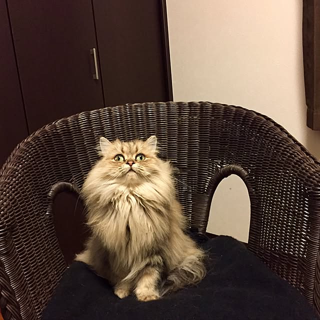 butachanさんの実例写真