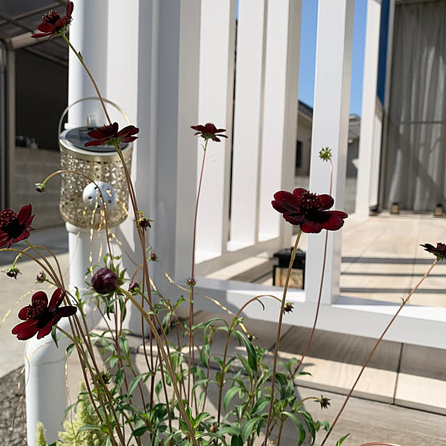 koko_hikaさんの部屋