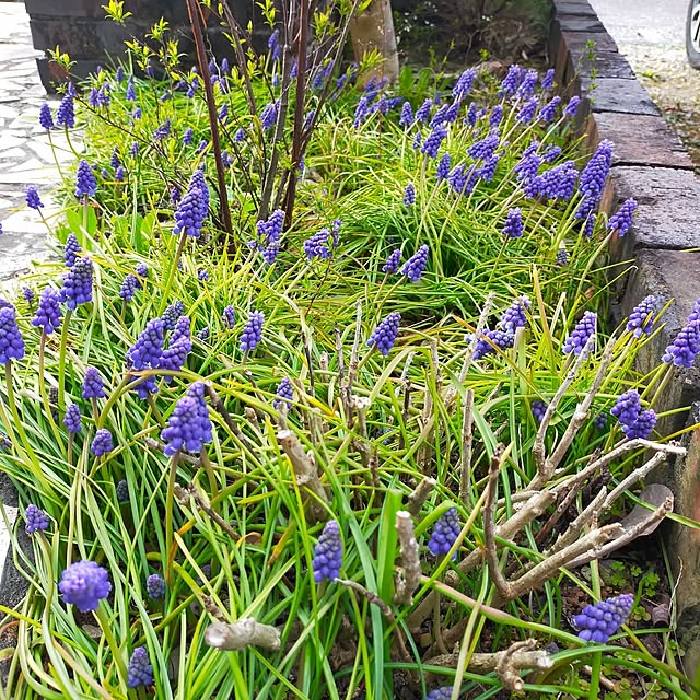 michiさんの実例写真