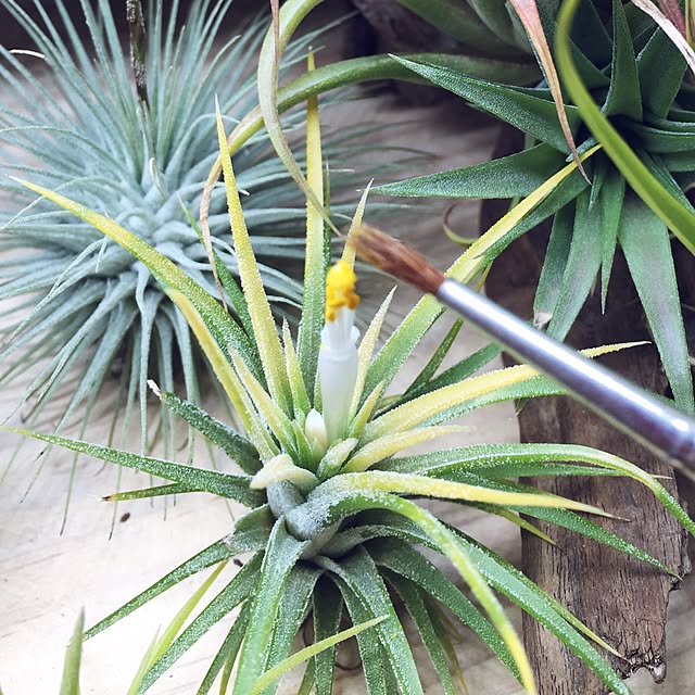 S-Tillandsiaさんの実例写真