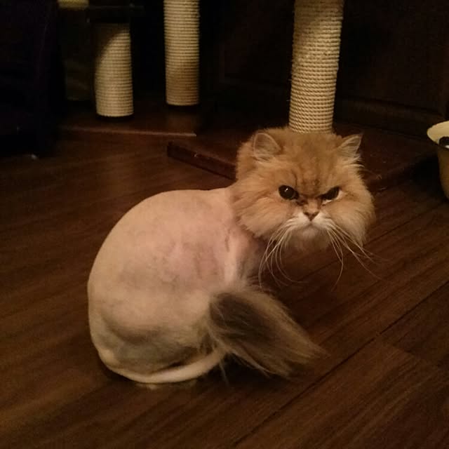 sukusuku834さんの実例写真