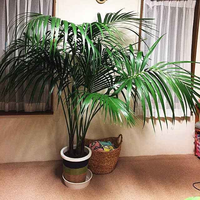 picoさんの実例写真