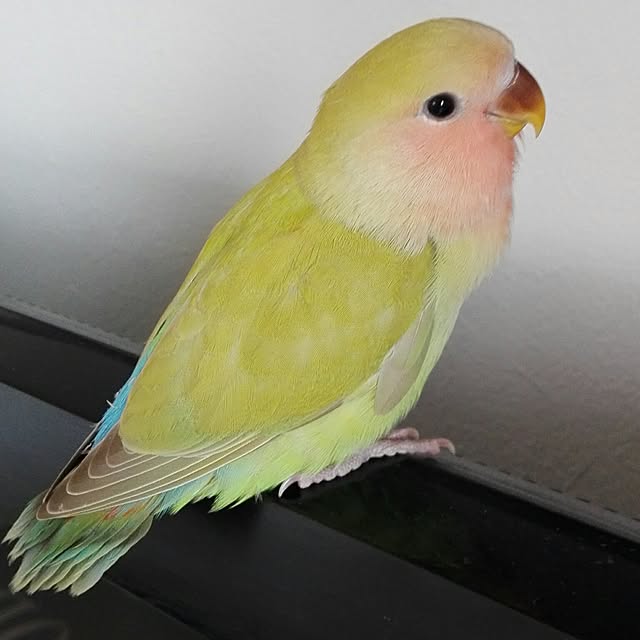 yukkieさんの実例写真