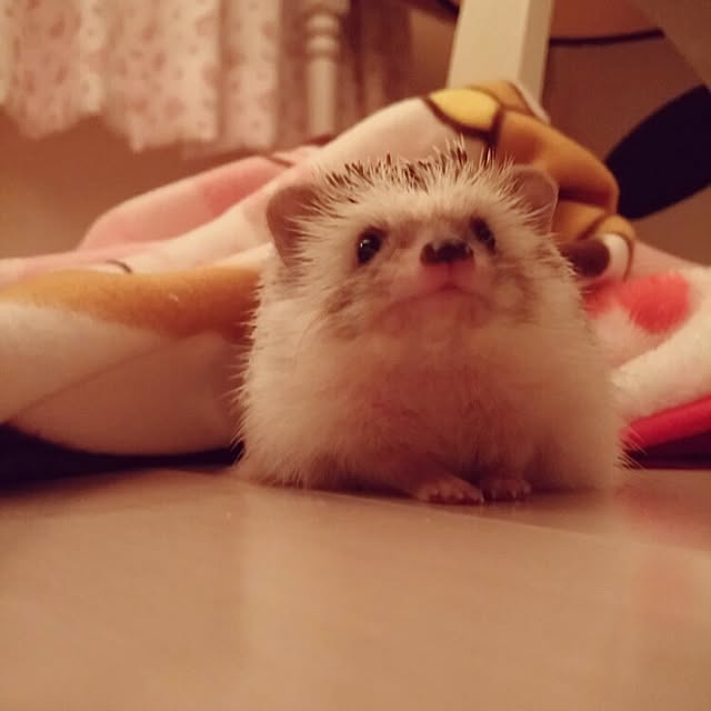 kuruさんの実例写真