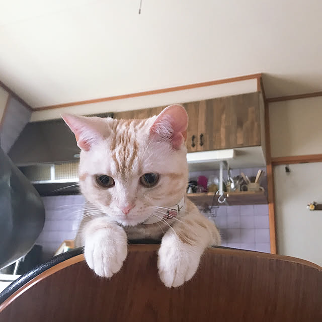 rasuさんの実例写真