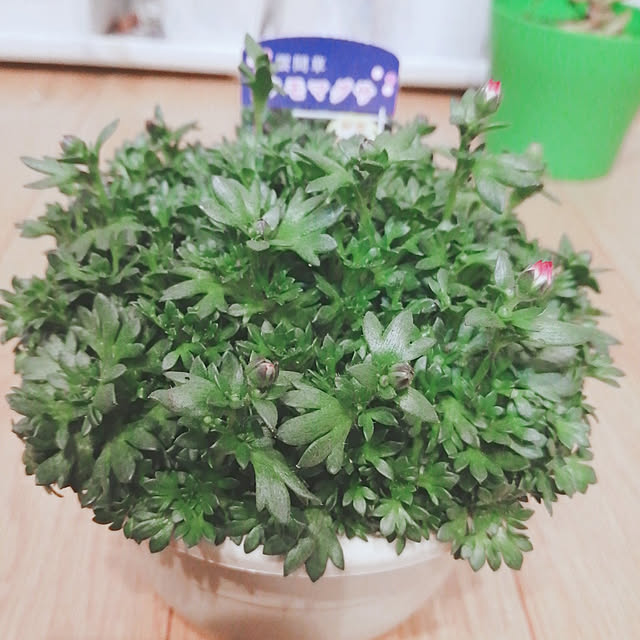 Manaさんの実例写真