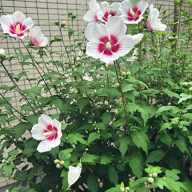 happy-sachiさんの実例写真