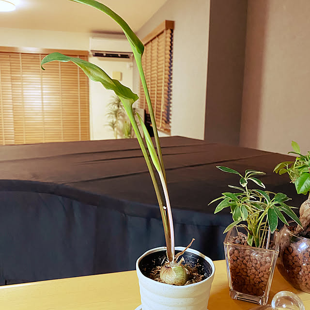kaorinさんの実例写真
