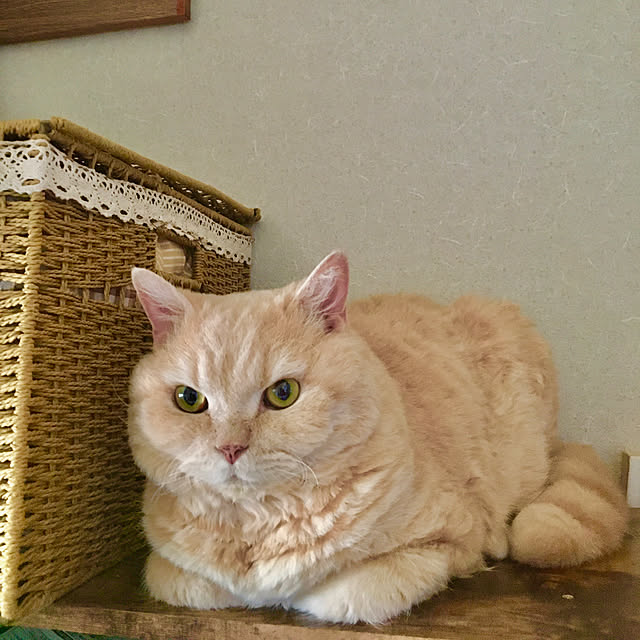 naokoさんの部屋
