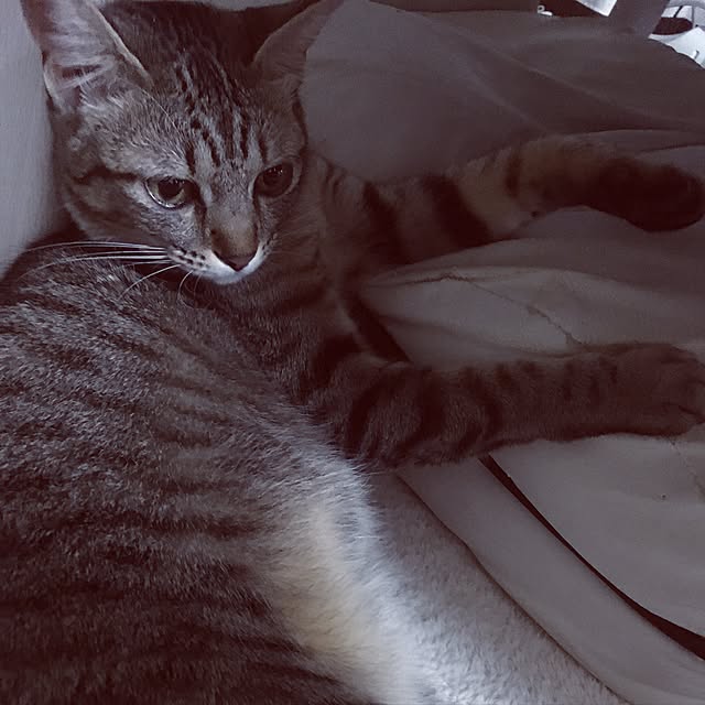 sayasさんの実例写真