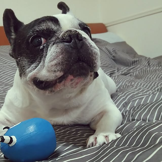panchobiさんの実例写真
